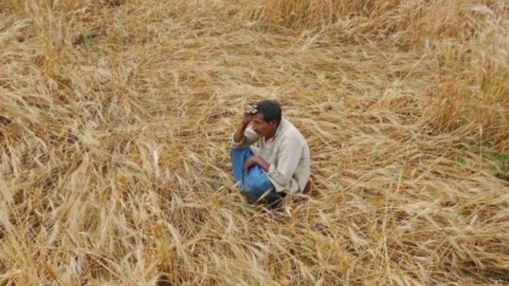 Ap Farmers In Distress Cyclones Falling Paddy Prices Leave Agriculture Sector Struggling