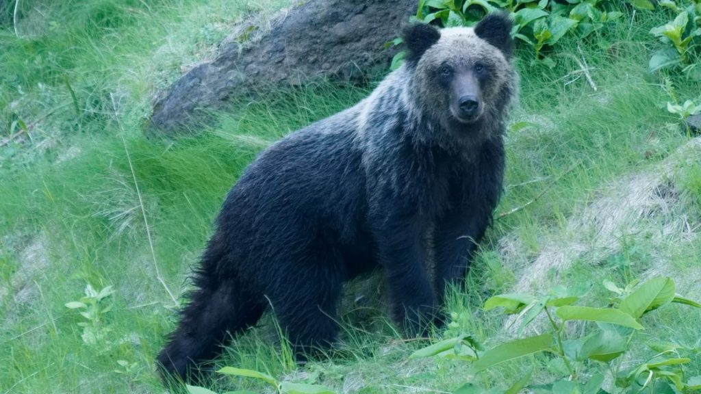 Alluri Agency Shock Sleeping Farmer Mauled In Sudden Bear Attack