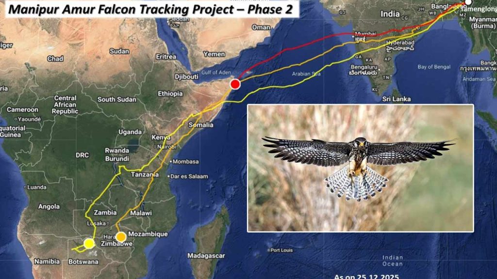 Bird That Flew 6100 Km Non Stop Tiny Amur Falcon Breaks Long Haul Flight Record
