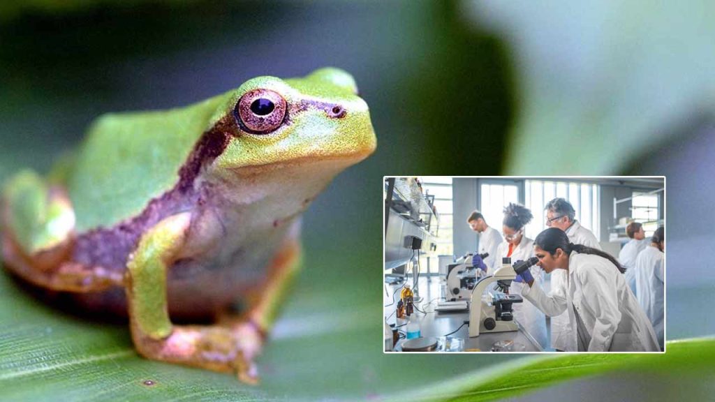 Frog Gut Microbe Vs Cancer Japanese Study Finds Promising Bacteria That Eliminated Tumors In Mice