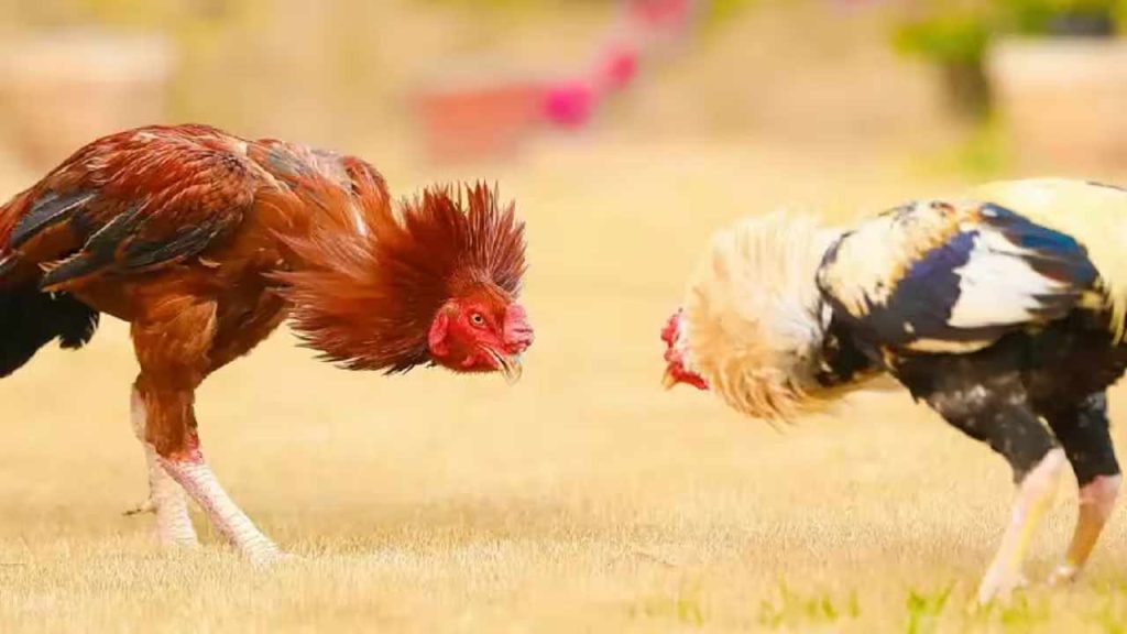 10 Fighting Roosters Worth %e2%82%b96 Lakh Stolen In Bantumilli Krishna District Ahead Of Sankranti