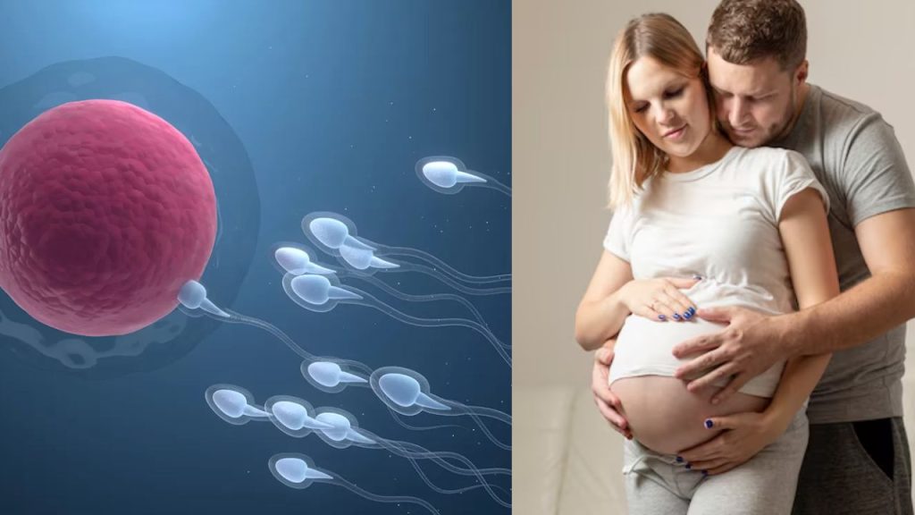 Father Sperm Quality Impact On Pregnancy Health