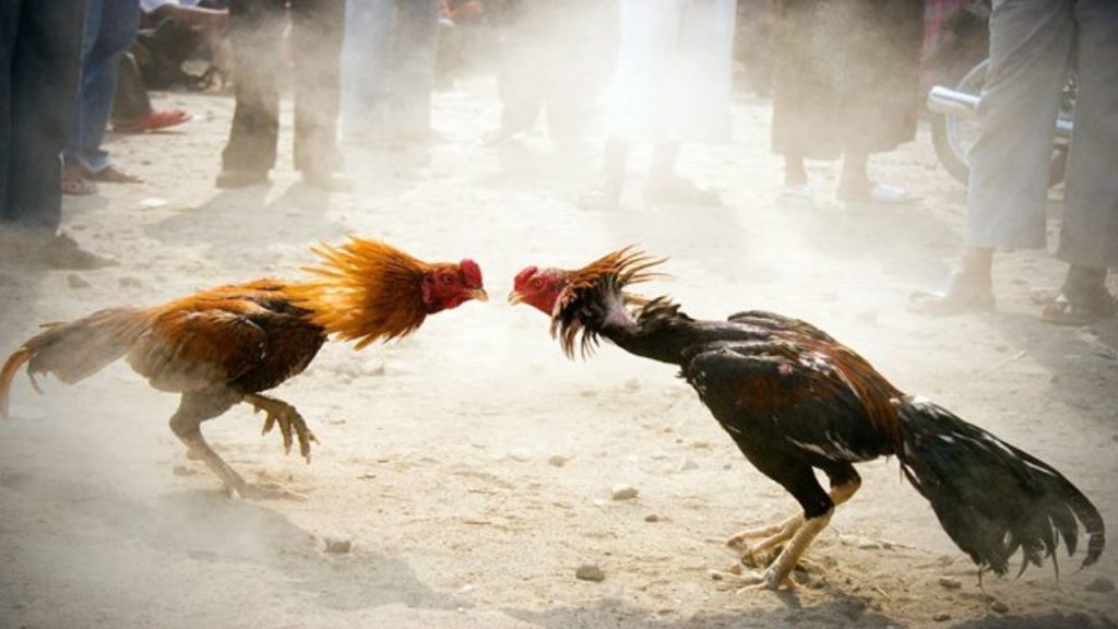 Sankranti 2025 Cockfights Stir Controversy In Konaseema