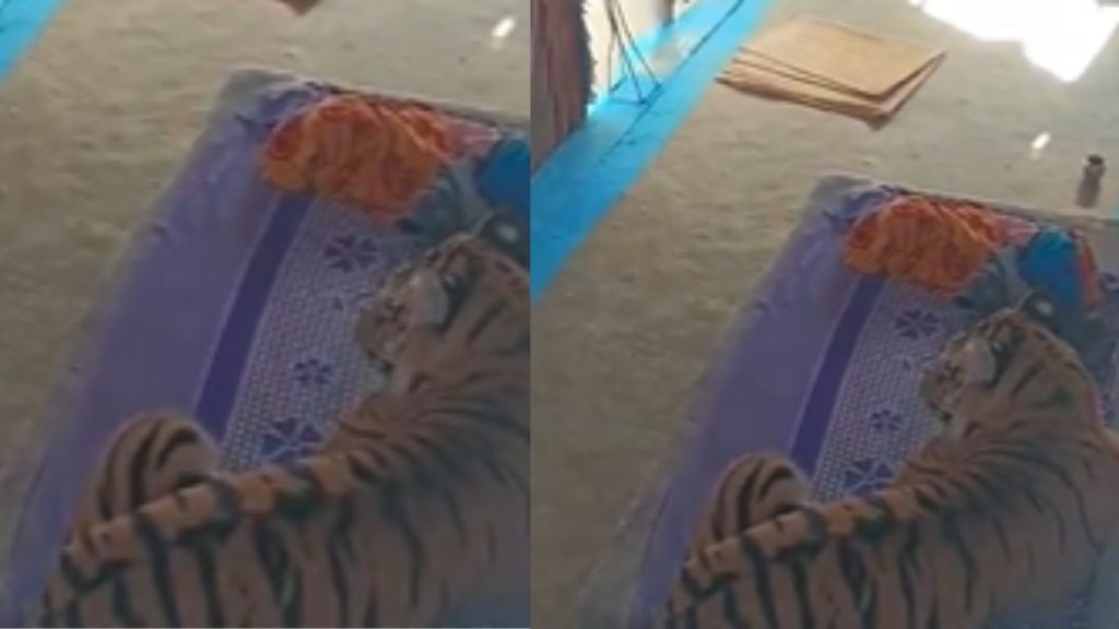 Tiger Attacks Man Sleeping Outside Home Rests On Bed In Madhya Pradesh Village