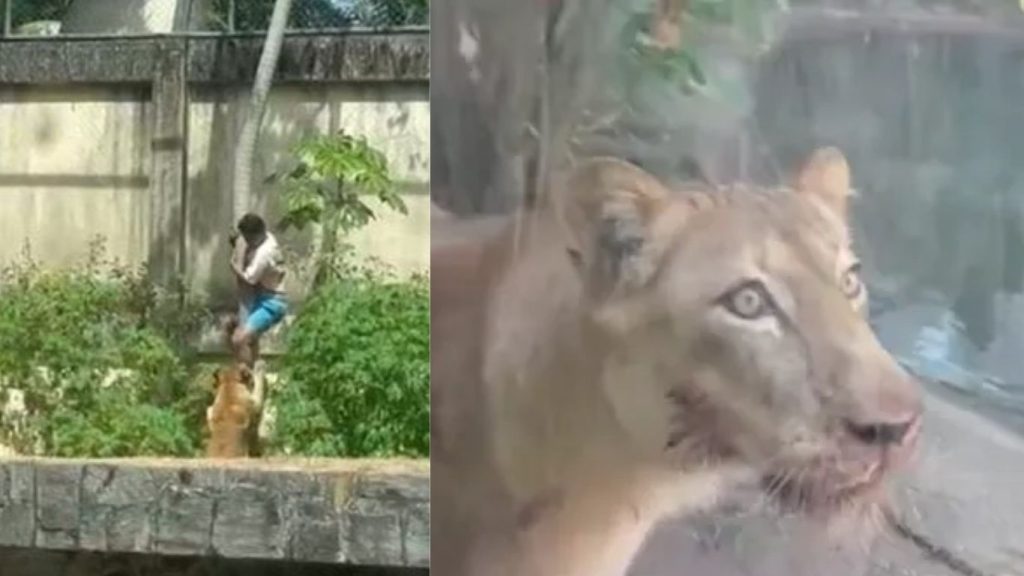 Tragic Incident In Brazil Zoo Young Man Killed After Entering Lion Enclosure
