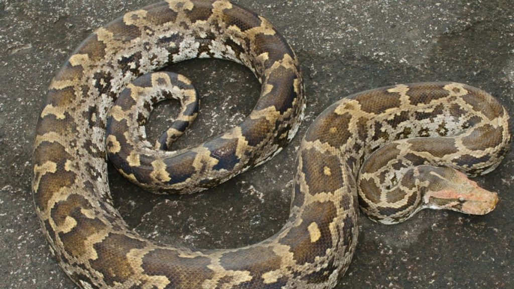 Massive Python Spotted In Drainage Canal At Yanamadurru Village Bhimavaram West Godavari