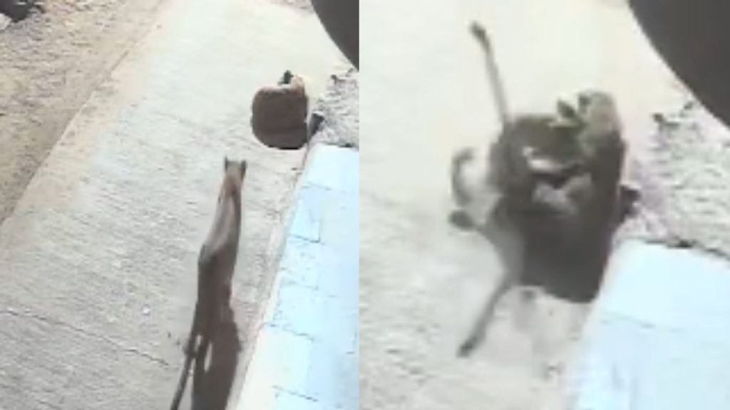 Brave Dog Chases Away Leopard In Punes Khed Taluka Viral Cctv Video