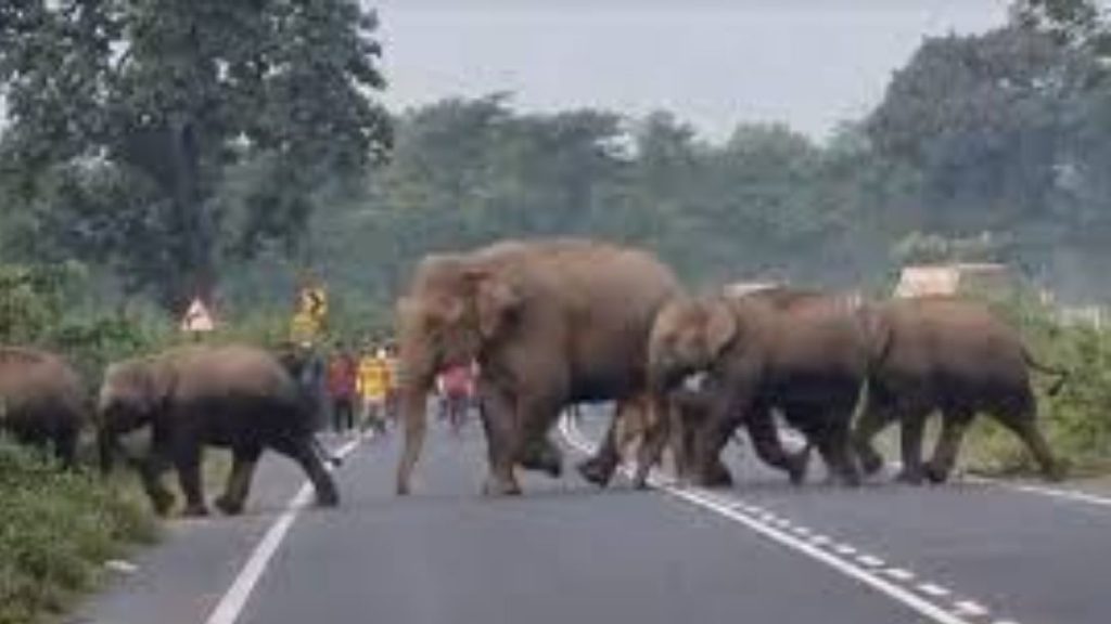 Elephant Herd Crosses Road In Parvathipuram Manyam District Traffic Disrupted