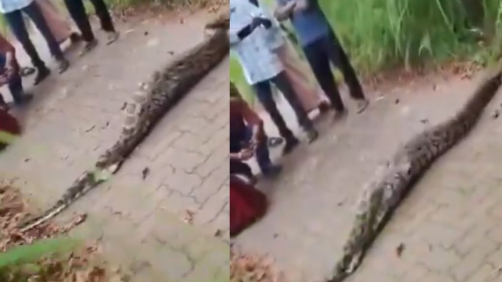 Giant Python Found On Road In Wayanad After Swallowing Deer Viral Video Shocks Travelers