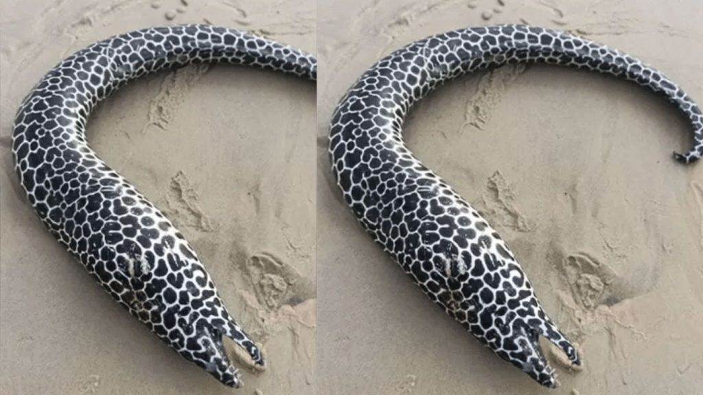 Rare Spotted Moray Eel Washes Ashore At Rushikonda Beach In Visakhapatnam