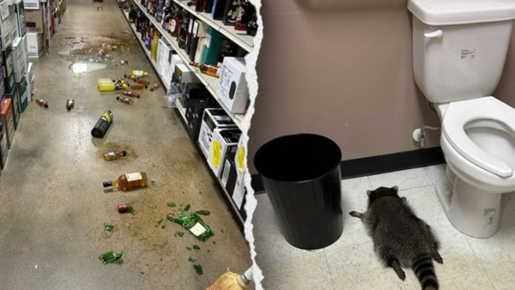 Raccoon Falls Through Liquor Store Ceiling And Gets Drunk In Virginia