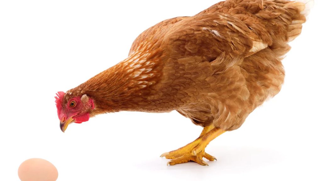 Chicken Or Egg First Scientists Find Answer Study