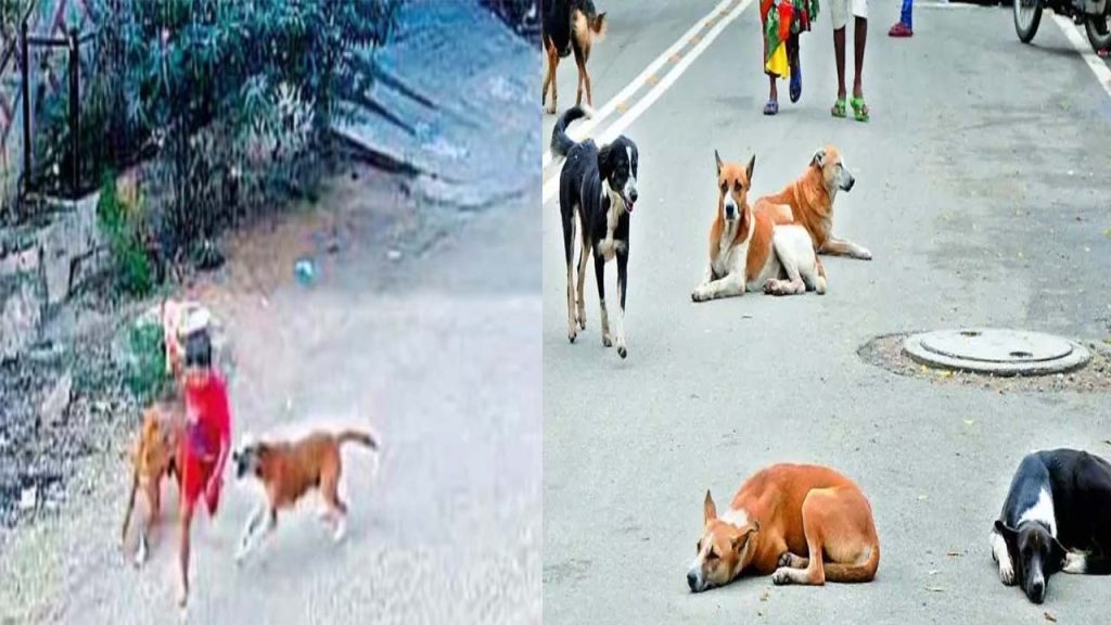 Alert For Hyderabad Residents Rising Dog Attacks On Children