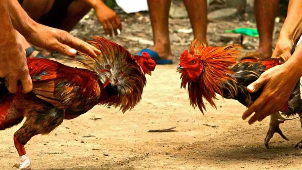 Godavari Sankranti Cockfights Betting Arena Politics