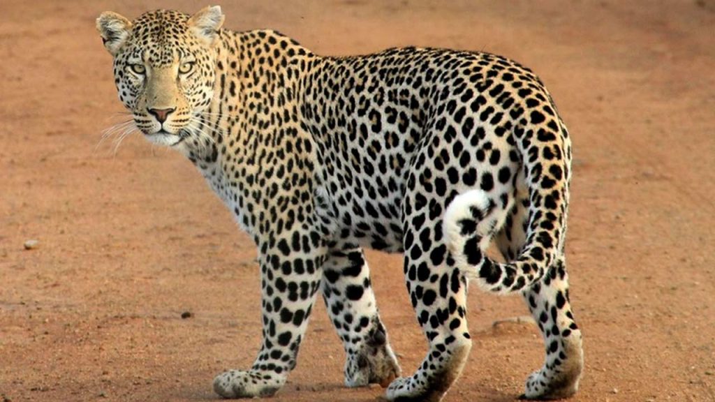 Social Media Helps Catch Mahanandi Leopard Poachers