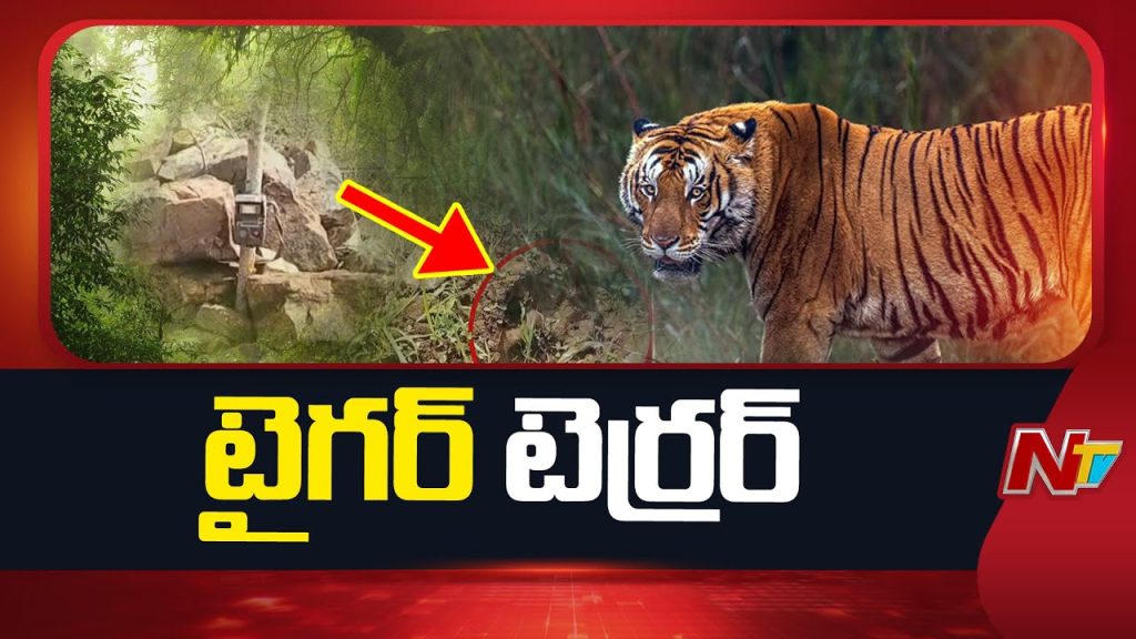 Rising Tension Over Tiger Sightings In Siddipet District Wildlife Concerns Grow
