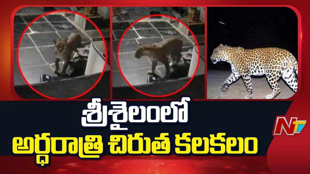 Midnight Leopard Scare Triggers Panic In Srisailam Near Patalganga Steps