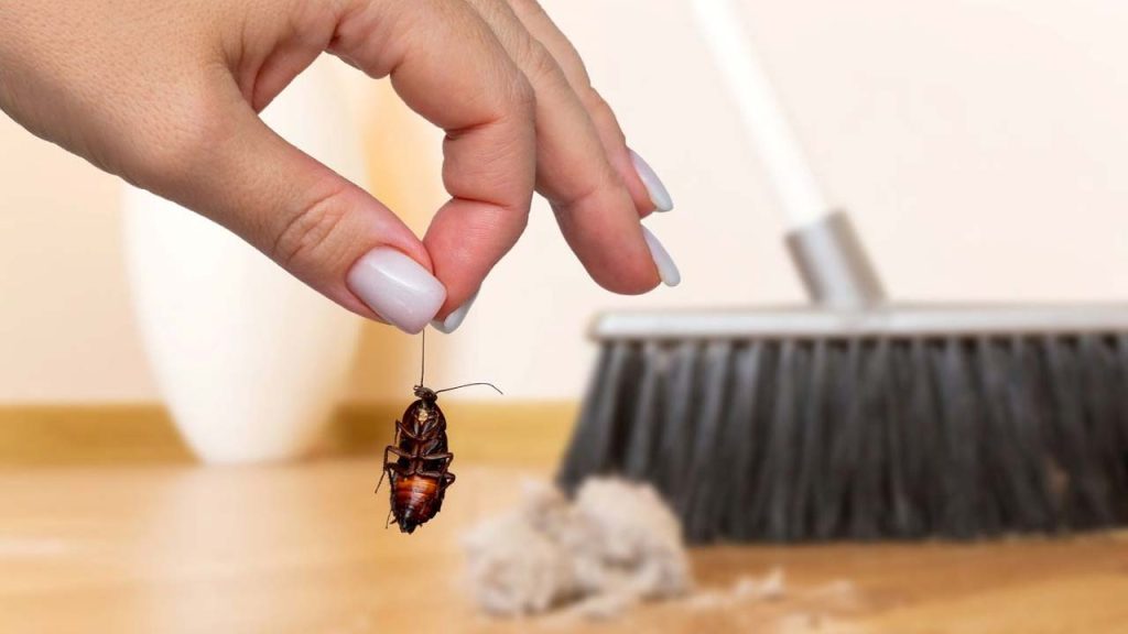 Cockroaches Ants Prevention Kitchen Home Remedies