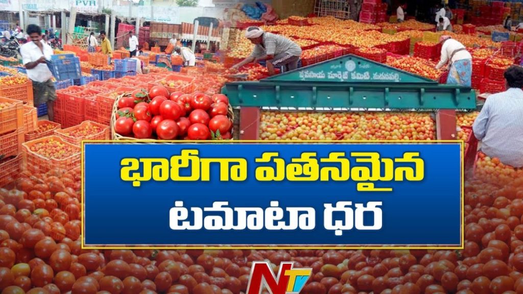 Tomato Prices Fall Down Farmers In Distress As Rates Fall To 1 Per Kg