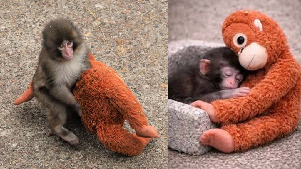 Influencer Offered 250000 Or Nearly %e2%82%b92 Crore To Buy Monkey That Went Viral From Japanese Zoo
