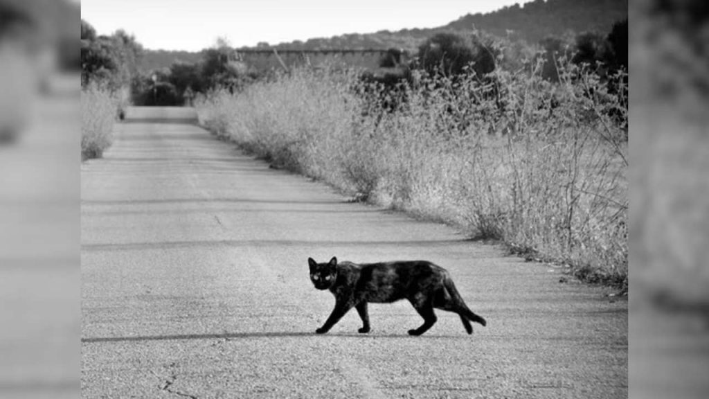Cat Crossing Path Astrology Reasons And Remedies