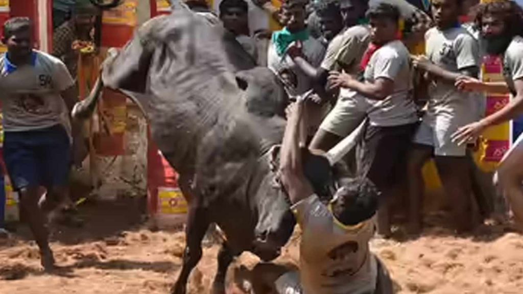 Jallikattu Tragedy In Tamil Nadu 3 Killed 76 Injured After Bulls Run Into Crowd