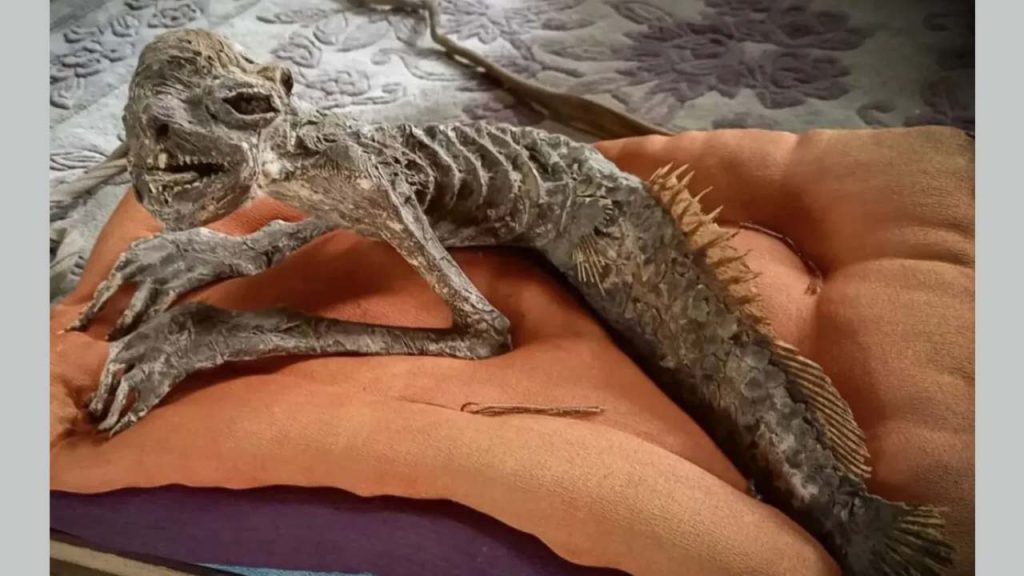Half Fish Half Human Mermaid Mummy Discovered In Japan