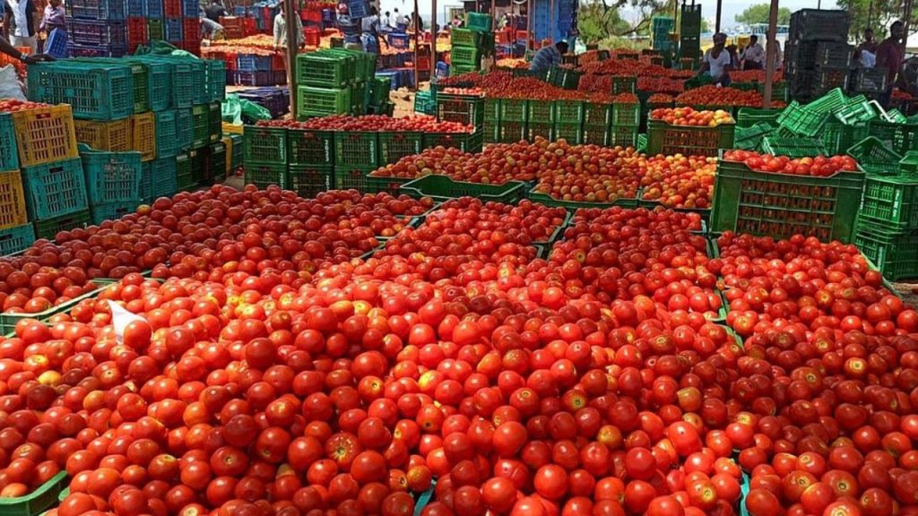 Tomato Price Crashes To Rs 2 Per Kg In Anakapalli Farmers Suffer Heavy Losses