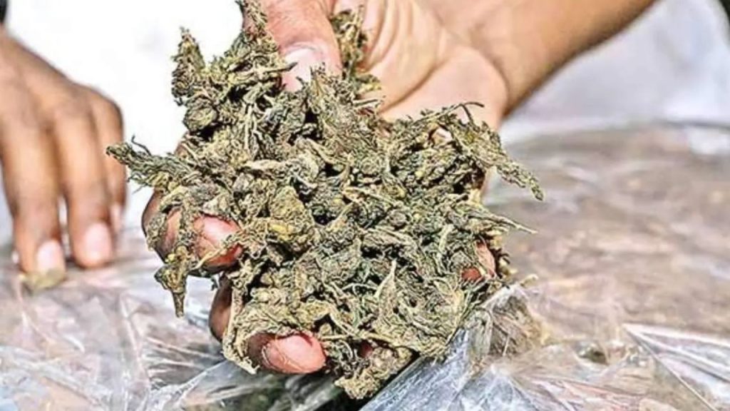 Software Engineer Grows Ganja On Terrace Hyderabad Arrest