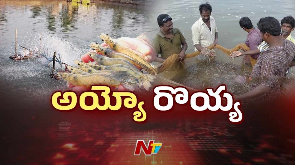 Aqua Sector War Impact Shrimp Farmers Andhra Pradesh
