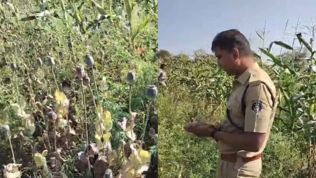 Chhattisgarh Drug Bust 8 Crore Opium Farm Bouncers Security Bjp Leader Arrested