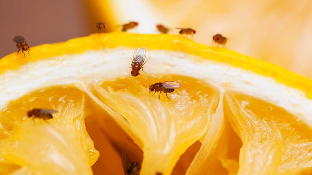 Fruit Flies Home Remedy Lemon Cloves Natural Solution