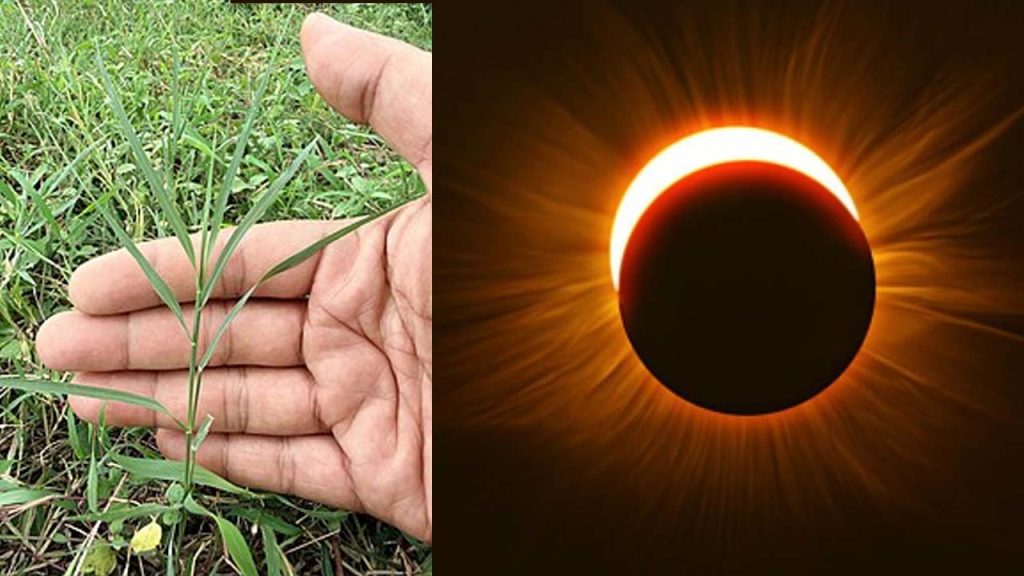 Why Place Garika Grass On Pickles Curd Milk During Grahan Real Reason Exposed