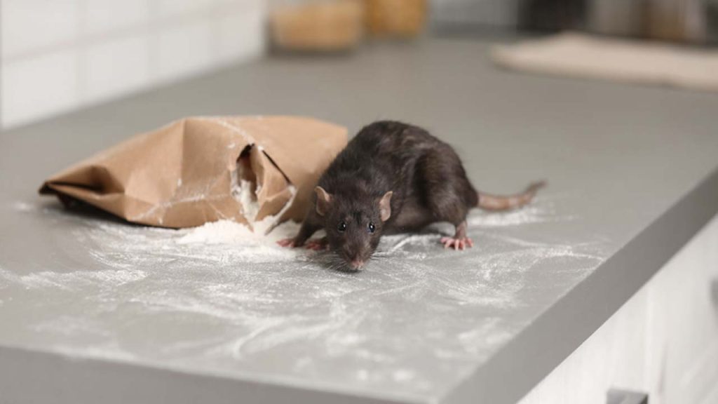 How To Repel Rats Naturally Without Killing Home Tips