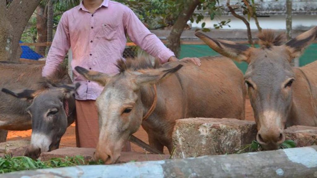 National Livestock Mission Provides 50 Subsidy Up To %e2%82%b950 Lakh For Donkey Rearing