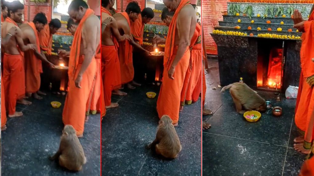 Monkey Prays In Hanuman Temple Komaram Bheem Asifabad Viral Incident