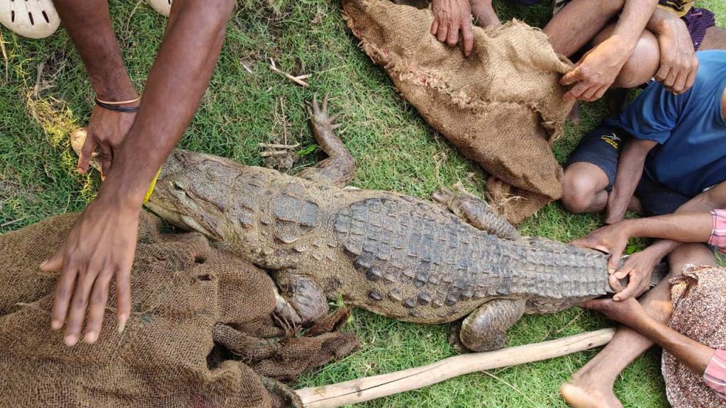 Crocodile Captured In Konaseema After 6 Months Farmers Finally Relieved