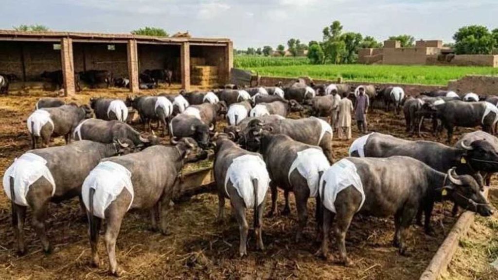 Pakistan Punjab Buffalo Diapers Heavy Fine Cattle Dung Roads