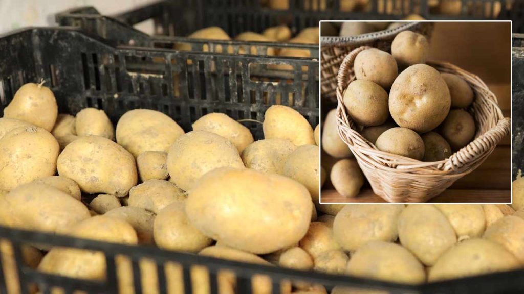 How To Store Potatoes Fresh For Weeks Best Summer Storage Tips
