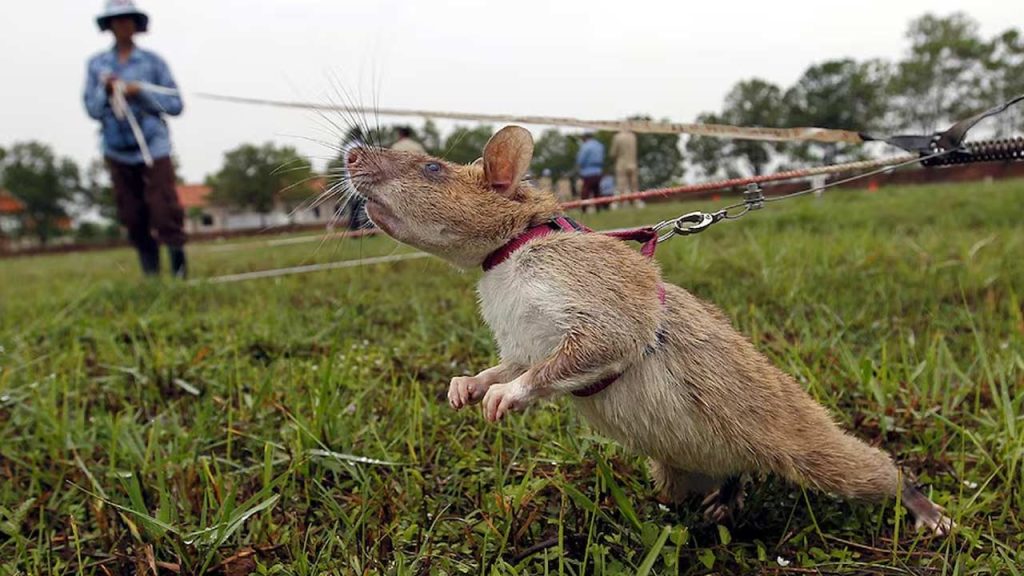 Ronin Hero Rat Cambodia Guinness World Record Landmine Detection