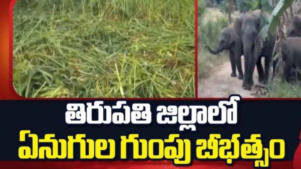 Elephant Rampage In Chandragiri Farmers Suffer Heavy Crop Loss In Tirupati