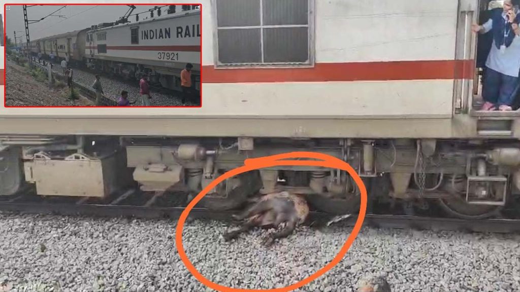 Palnadu Simhadri Express Train Hits Buffalo