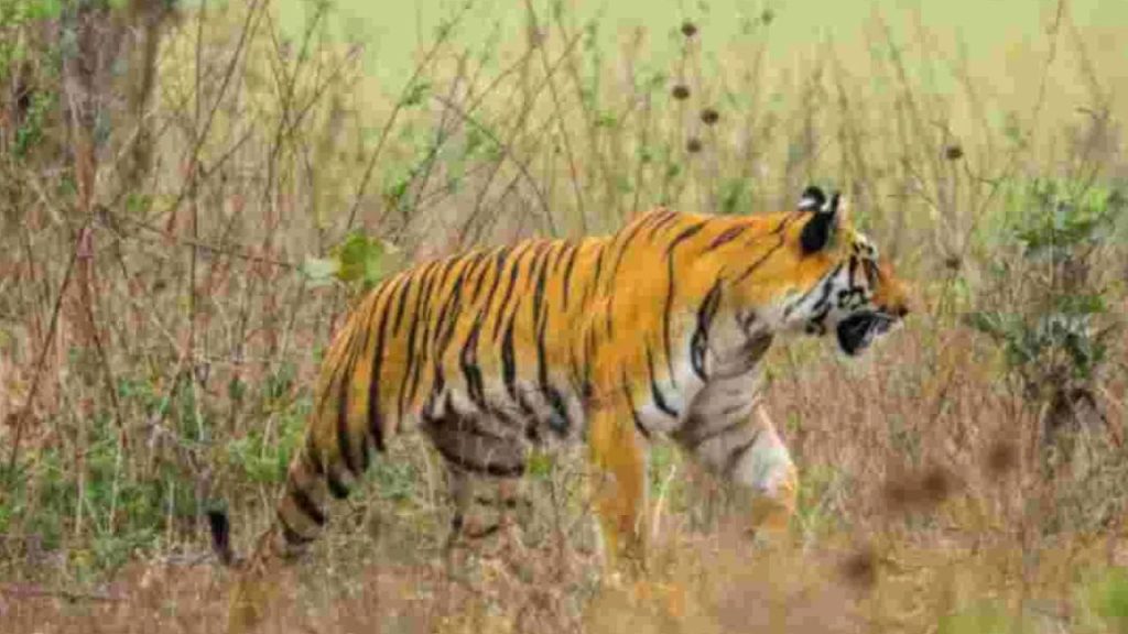 Tiger Scare In Polavaram Visitors Stranded On Ramadurgam Hill Amid Panic