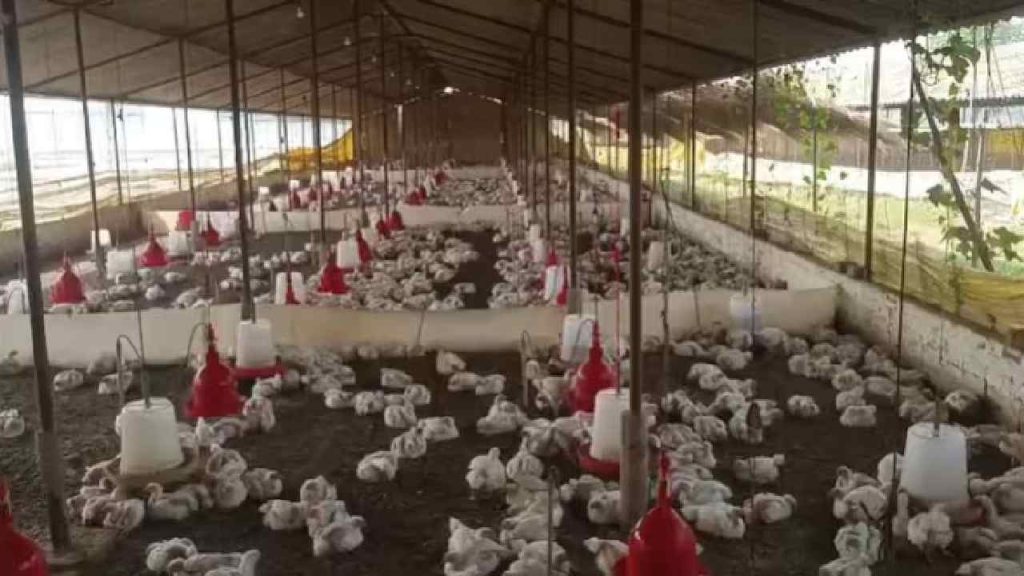 Dj Sound Kills 140 Chickens Uttar Pradesh Wedding Incident