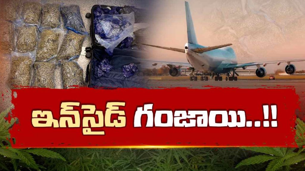 Hyderabad Airport Hydroponic Weed Seizure Dri Customs Bangkok Smuggling