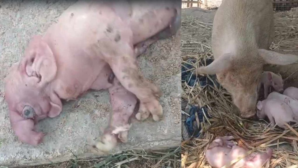 Pig Gives Birth Elephant Like Piglet Nagarkurnool Viral