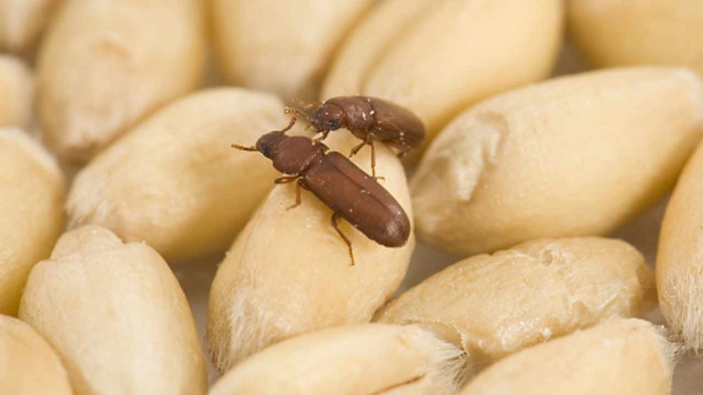 Fssai Tips Store Wheat No Insects Natural Methods