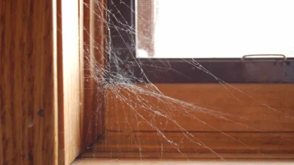 Natural Tips To Get Rid Of Spiders Home Remedies