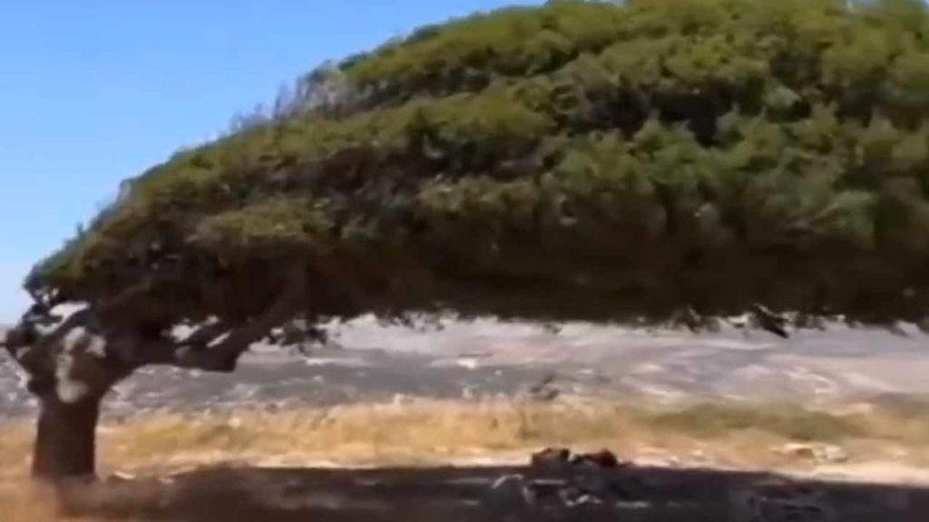 Anand Mahindra Viral Tree Video Life Lesson Resilience