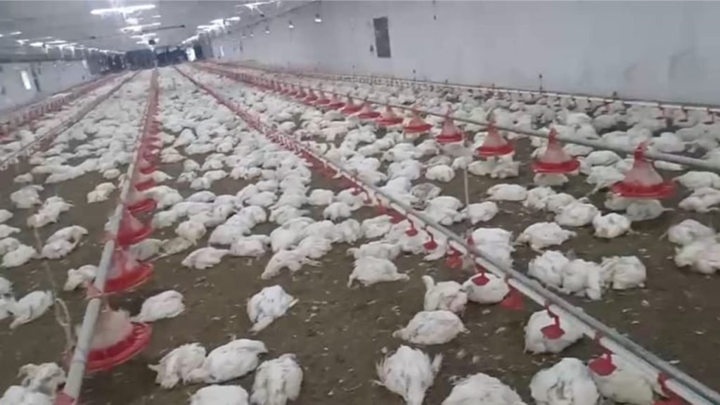 Over 5300 Chickens Die In Odisha Malkangiri Poultry Farm Due To Power Cut
